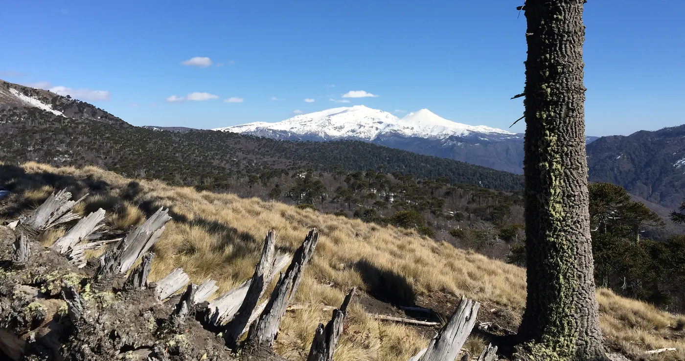 Volcanes nevados y araucarias en la cordillera de la Araucanía